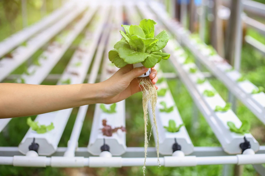 A hand holding a plant in front of a hydroponic garden