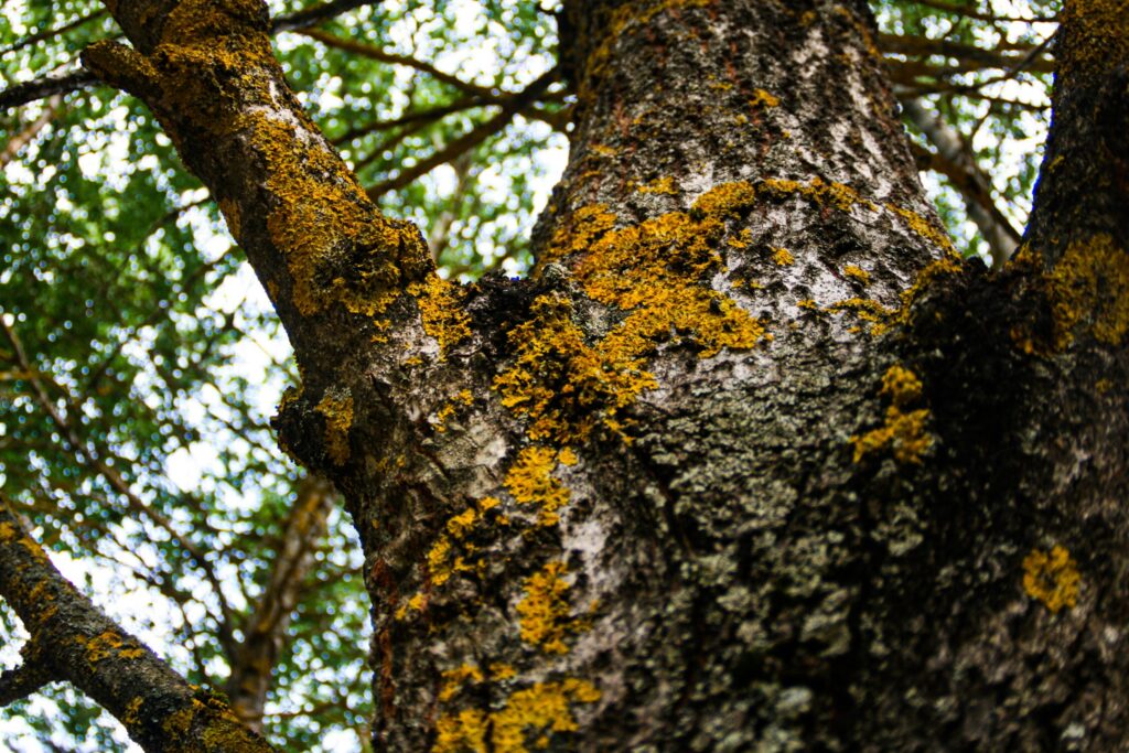 Yellow fungus on tree