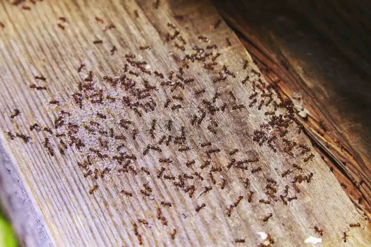 signs of carpenter ants in house