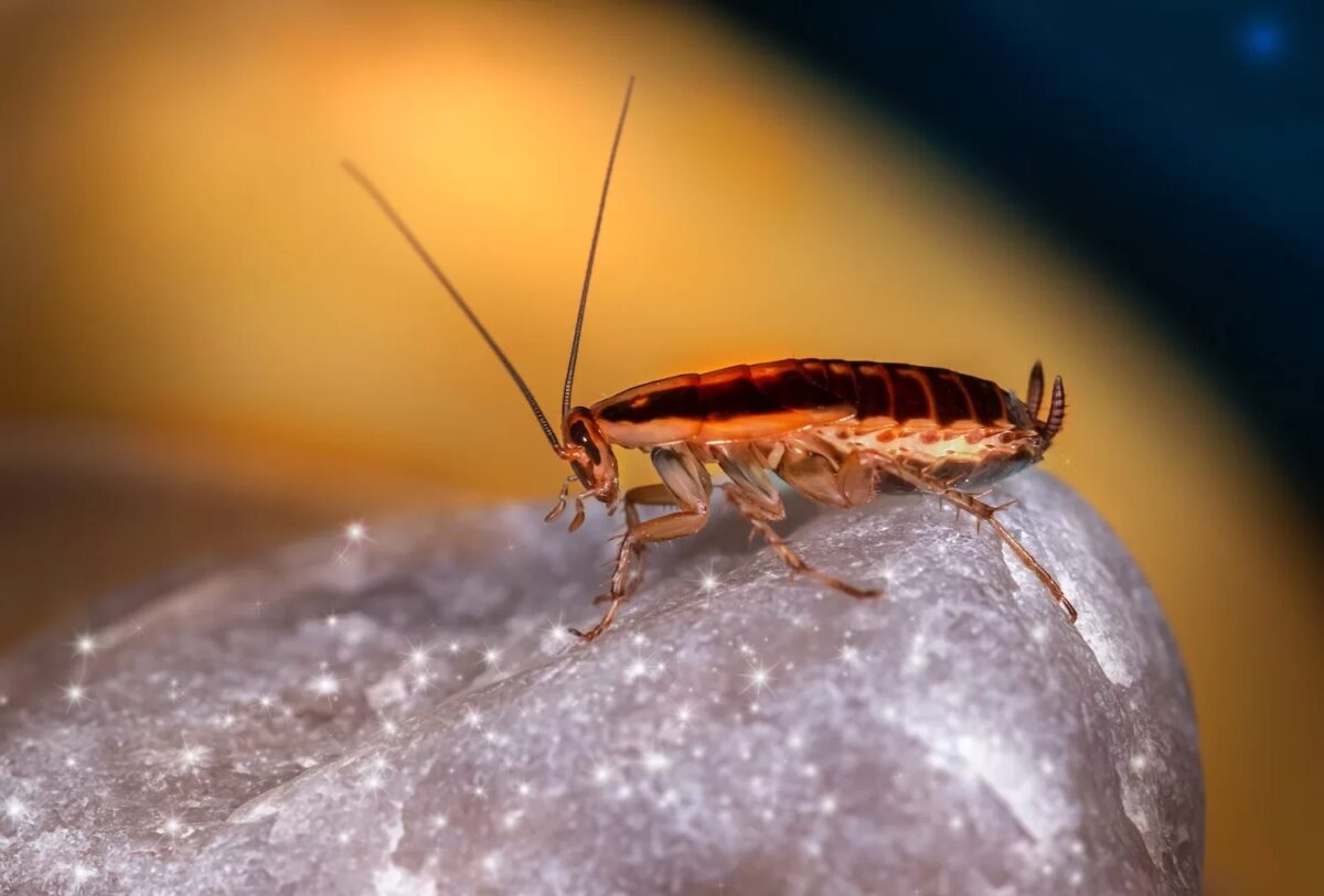 cockroach control in Australia