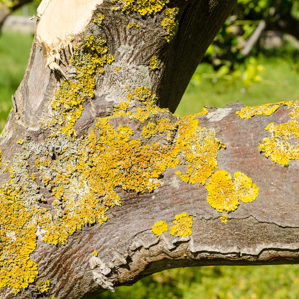 Yellow fungus spots on tree