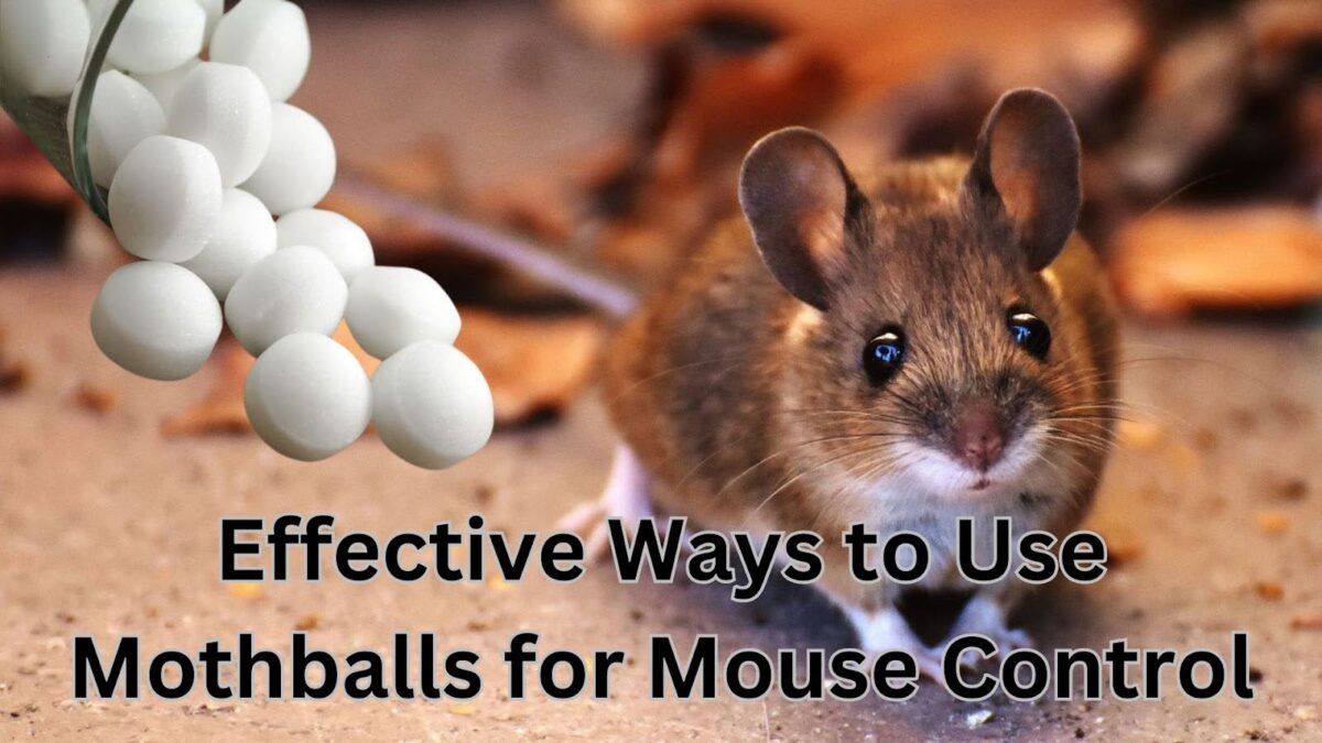 how to use mothballs to get rid of mice