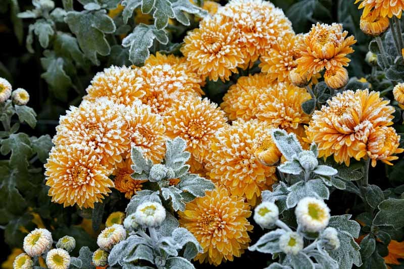 Beautiful Chrysanthemums flowers