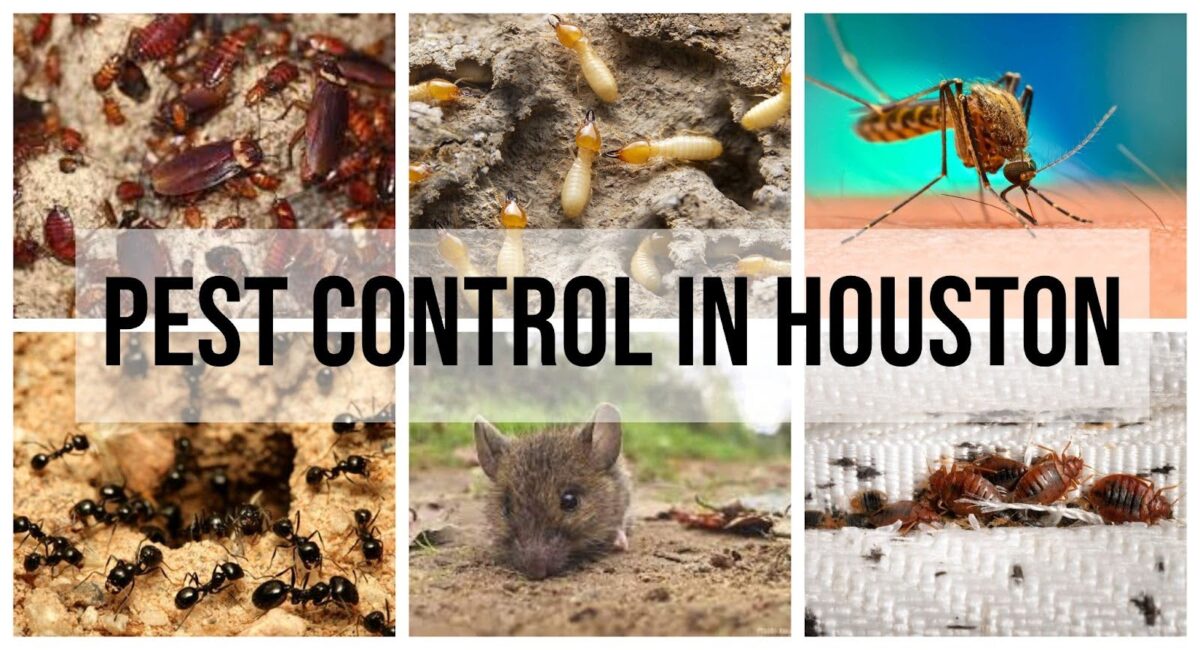 Pest Control Houston