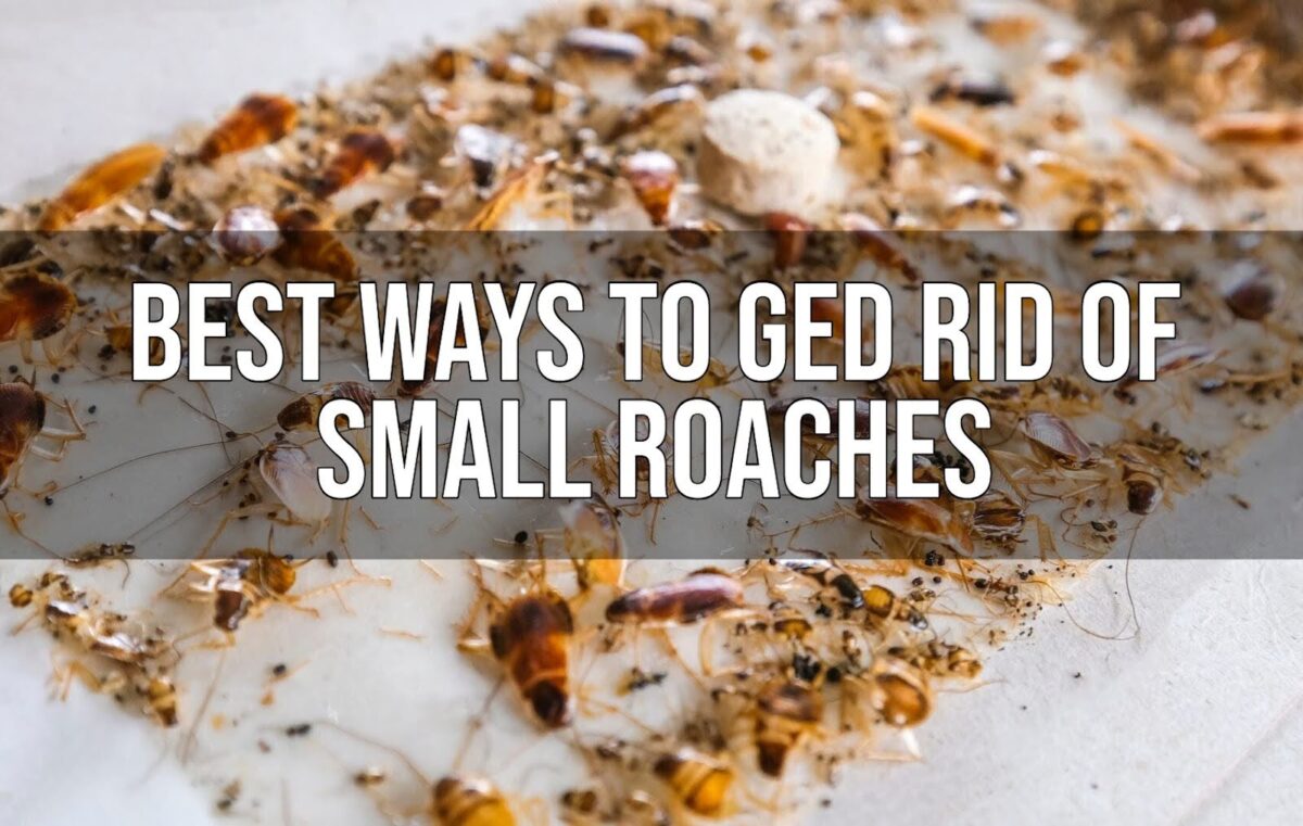 Small Roaches: Prevention and Control Strategies