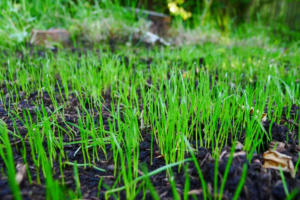 How Often Should You Water Grass Seed