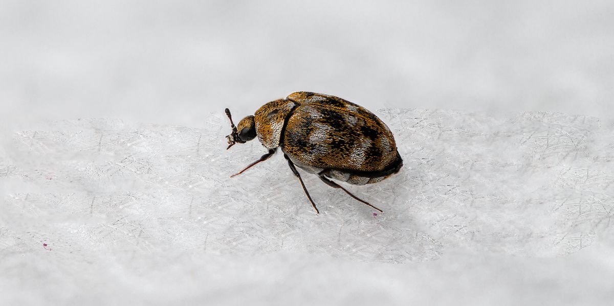 how-to-get-rid-of-carpet-beetles