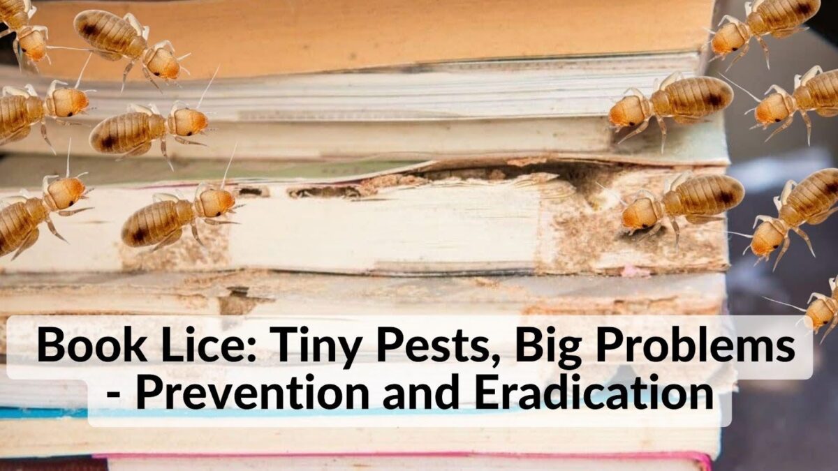 Book Lice: Tiny Pests, Big Problems - Prevention and Eradication