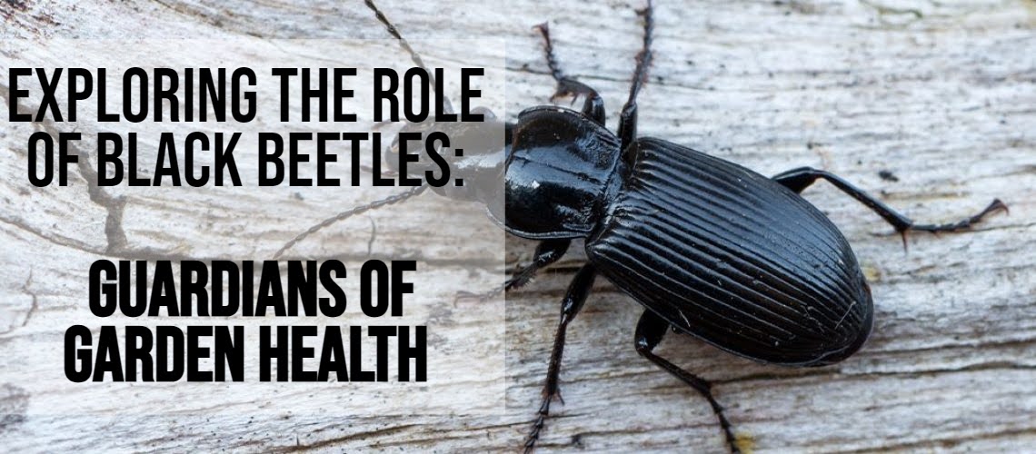 Exploring the Role of Black Beetles: Guardians of Garden Health