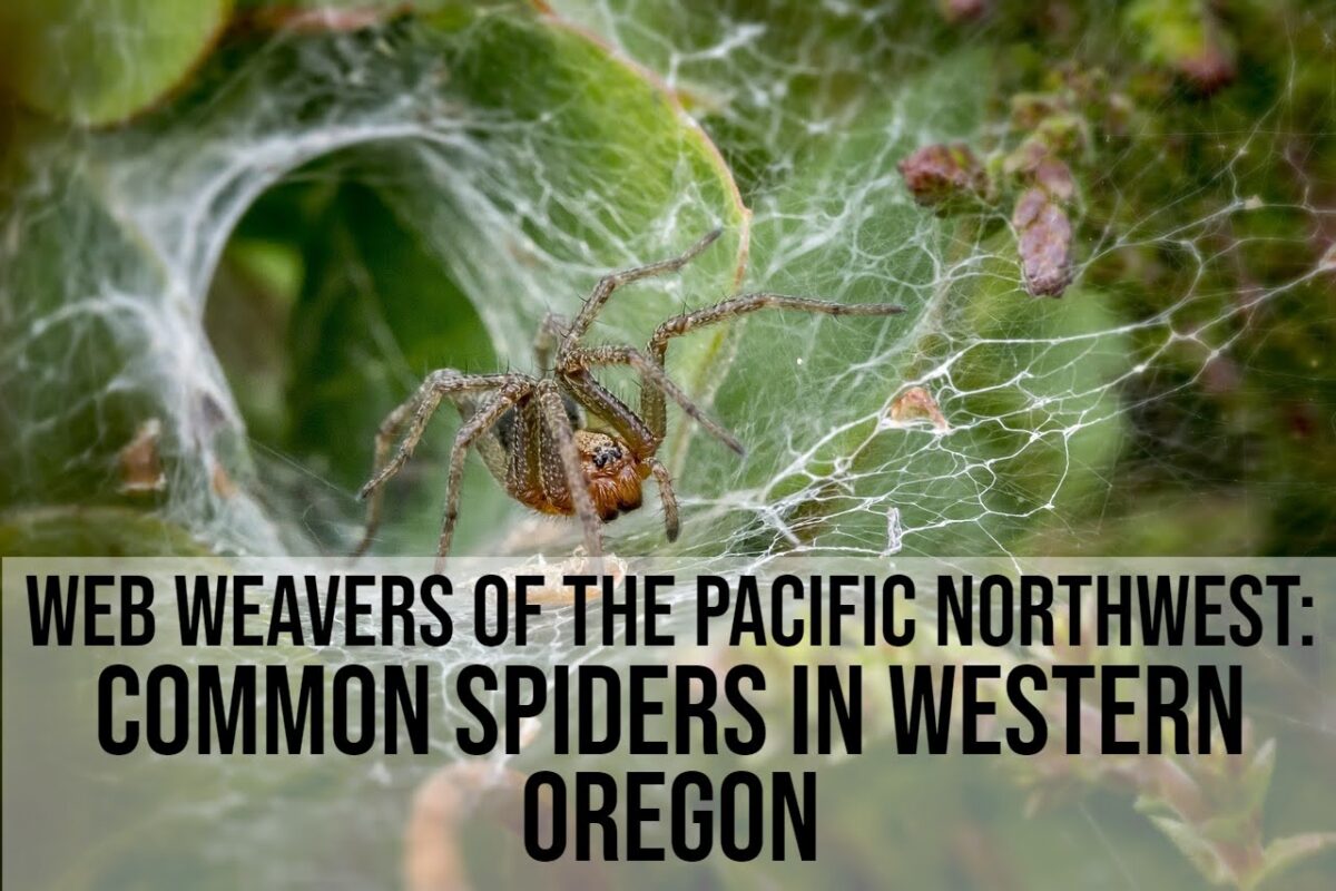 common spiders in Western Oregon