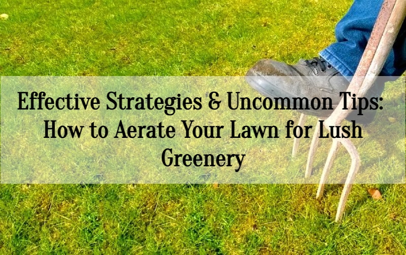 How to Aerate Your Lawn