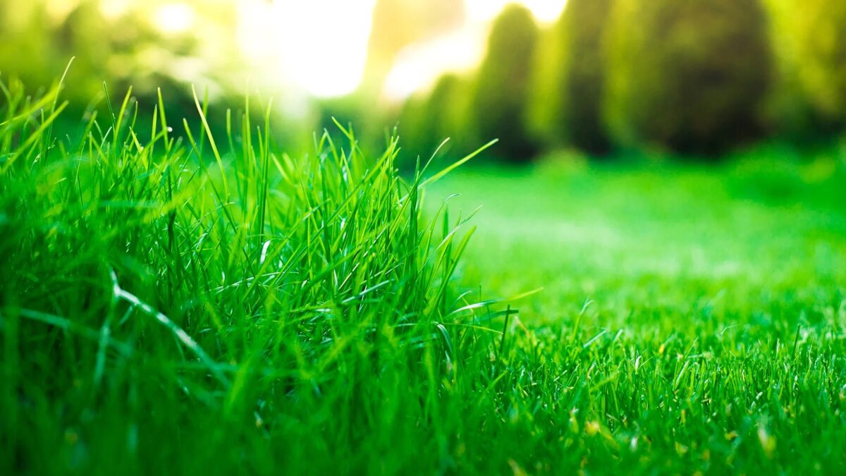 best time to aerate and overseed lawn