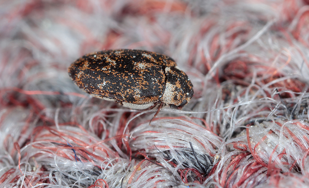 how to get rid of carpet beetles permanently